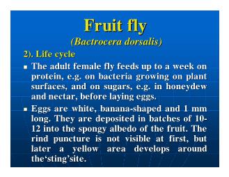 Báo cáo Nghiên cứu khoa học Fruit Fruit fly (Bactrocera dorsalis)