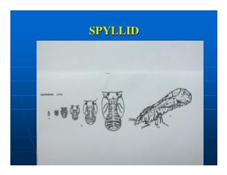 Báo cáo Nghiên cứu khoa học Spyllid