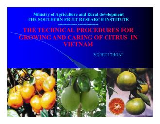 Báo cáo Nghiên cứu khoa học The technical procedures for growing and caring of citrus in Vietnam