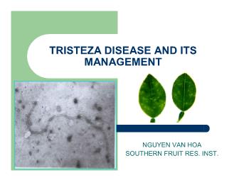 Báo cáo Nghiên cứu khoa học Tristeza disease and its management