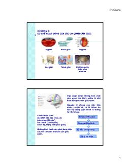 Bài giảng Cơ chế hoạt động của các cơ quan cảm giác