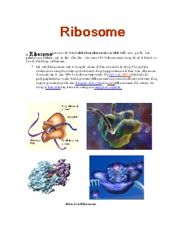 Bài giảng Ribosome