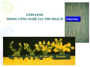 Bài giảng Ethylen trong công nghệ sau thu hoạch