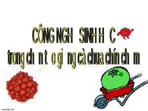 Công nghệ sinh học trong tạo giống cà chua chín chậm