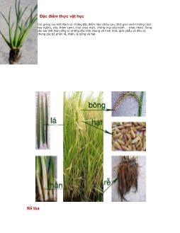 Đặc điểm thực vật học cây lúa