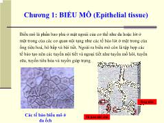 Bài giảng Biểu mô (epithelial tissue)