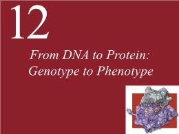 12. From DNA to Protein: Genotype to Phenotype