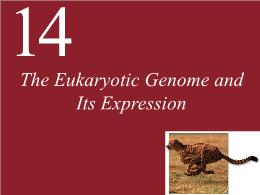 14. The Eukaryotic Genome and Its Expression