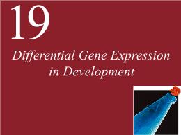 19. Differential Gene Expression in Development