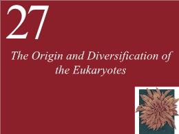 27. The Origin and Diversification of the Eukaryotes