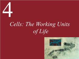 4. Cells: The Working Units of Life