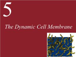 5. The Dynamic Cell Membrane