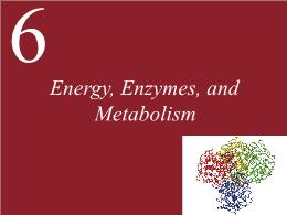 6. Energy, Enzymes, and Metabolism