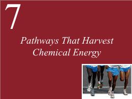 7. Pathways That Harvest Chemical Energy