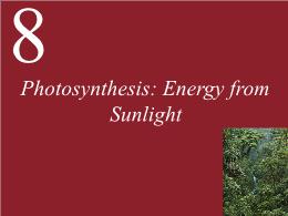 8. Photosynthesis: Energy from Sunlight