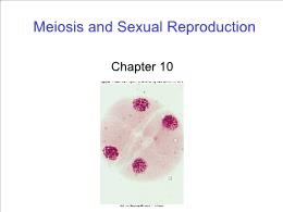 Bài giảng Biology - Chapter 10: Meiosis and Sexual Reproduction