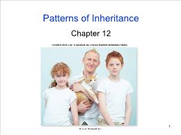Bài giảng Biology - Chapter 12: Patterns of Inheritance