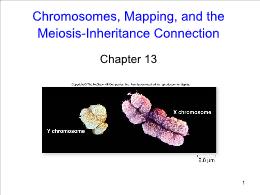 Bài giảng Biology - Chapter 13: Chromosomes, Mapping, and the Meiosis-Inheritance Connection