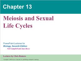 Bài giảng Biology - Chapter 13: Meiosis and Sexual Life Cycles