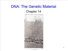 Bài giảng Biology - Chapter 14: DNA: The Genetic Material