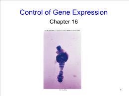 Bài giảng Biology - Chapter 16: Control of Gene Expression
