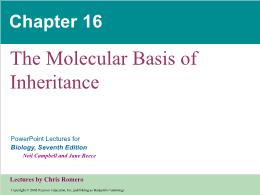 Bài giảng Biology - Chapter 16: The Molecular Basis of Inheritance