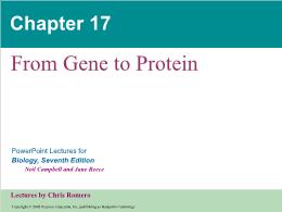Bài giảng Biology - Chapter 17: From Gene to Protein
