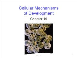 Bài giảng Biology - Chapter 19: Cellular Mechanismsof Development
