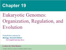Bài giảng Biology - Chapter 19: Eukaryotic Genomes: Organization, Regulation, and Evolution