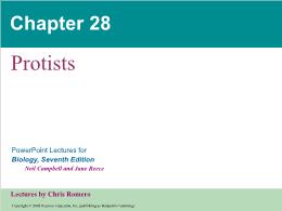 Bài giảng Biology - Chapter 28: Protists