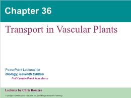 Bài giảng Biology - Chapter 36: Transport in Vascular Plants