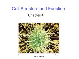 Bài giảng Biology - Chapter 4: Cell Structure and Function