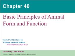 Bài giảng Biology - Chapter 40: Basic Principles of Animal Form and Function