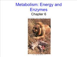 Bài giảng Biology - Chapter 6: Metabolism: Energy and Enzymes