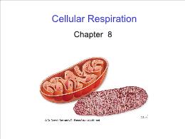 Bài giảng Biology - Chapter 8: Cellular Respiration