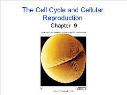 Bài giảng Biology - Chapter 9: The Cell Cycle and Cellular Reproduction