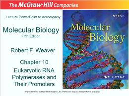Bài giảng Molecular Biology - Chapter 10 Eukaryotic RNA Polymerases and Their Promoters