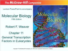 Bài giảng Molecular Biology - Chapter 11 General Transcription Factors in Eukaryotes