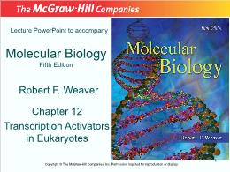 Bài giảng Molecular Biology - Chapter 12 Transcription Activators in Eukaryotes