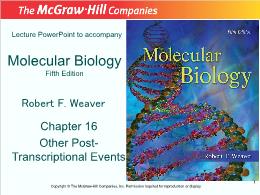 Bài giảng Molecular Biology - Chapter 16 Other Post-Transcriptional Events