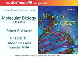 Bài giảng Molecular Biology - Chapter 19 Ribosomes and Transfer RNA