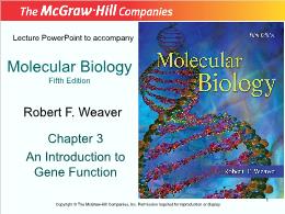 Bài giảng Molecular Biology - Chapter 3 An Introduction to Gene Function
