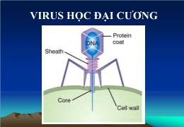 Bài giảng Vi sinh vật học đại cương - Chương 3 Virus học đại cương
