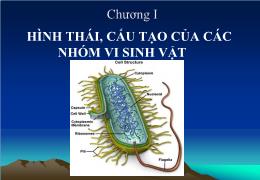 Bài giảng Vi sinh vật học đại cương - Chương I Hình thái, cấu tạo của các nhóm vi sinh vật